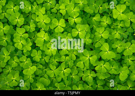 In prossimità di una texture di trifoglio verde. Sfondo di trifoglio Foto Stock