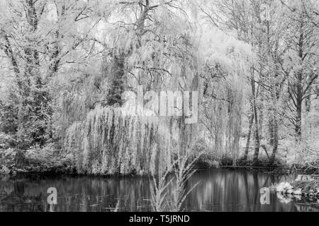 Abstract Infra-rosso Immagine di un salice piangente con riflessi in acqua Foto Stock