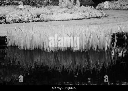 Immagine astratta di crescita fresco di piante acquatiche riflessa nell'acqua Foto Stock
