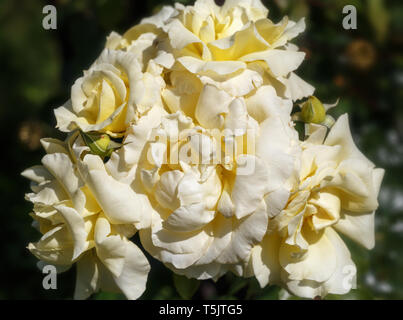 Luce gialla Large-Flowered scalatore Rosa nel giardino floreale vintage naturale dello sfondo. Foto Stock