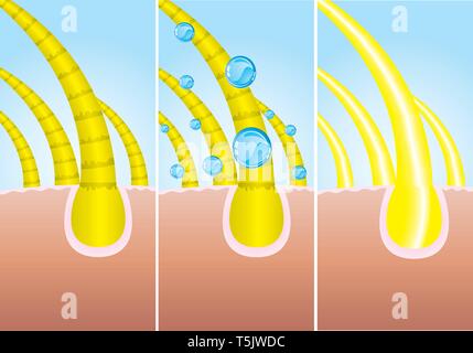 Illustrazione di tre fase di capelli cure, vettore Illustrazione Vettoriale