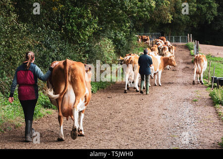 Giovane donna alla guida alla mandria di vacche di Guernsey lungo una strada di campagna. Foto Stock