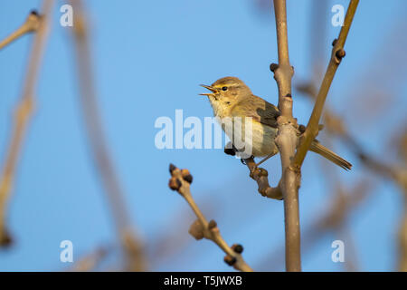 Il canto willow trillo (Phylloscopus trochilus) ad estate Leys Riserva Naturale del Northamptonshire Foto Stock