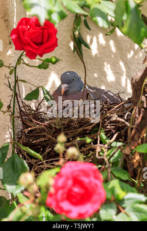 Piccione (Columba palumbus) su un nido all'interno di un rosaio, seduta incubando le uova Foto Stock