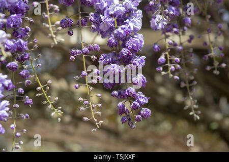 Cascata di luminose blu e viola il glicine fiori in primavera Foto Stock