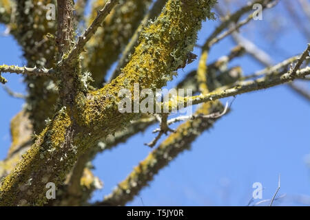 Giallo lichen cresce sui tronchi con cielo blu dietro Foto Stock