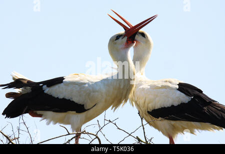 In prossimità dei due cicogna bianca (Ciconia ciconia) in un nido su un albero battendo becchi insieme. Brabant vicino Nijmegen, Paesi Bassi Foto Stock