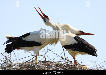 In prossimità dei due cicogna bianca (Ciconia ciconia) in un nido su un albero contro il cielo blu. Le cicogne piegatura teste indietro sul retro durante il becco battendo le mani. B Foto Stock