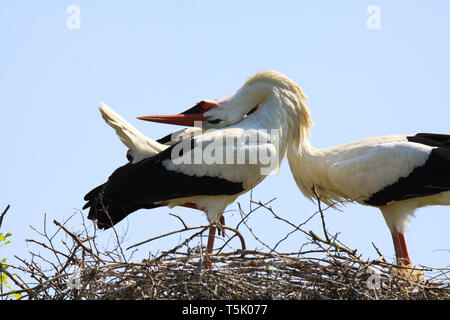 In prossimità di due cicogne (Ciconia ciconia) in un nido su un albero contro il cielo blu. Una cicogna mettendo la testa indietro sul retro durante il becco battendo le mani. Brabant, Foto Stock