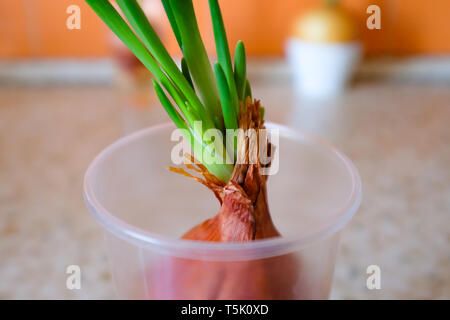 Cipolle germogliati su un tavolo da cucina in un bicchiere Foto Stock