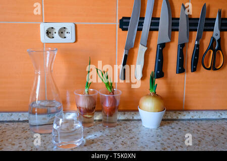 Cipolle germogliati su un tavolo da cucina in un bicchiere Foto Stock