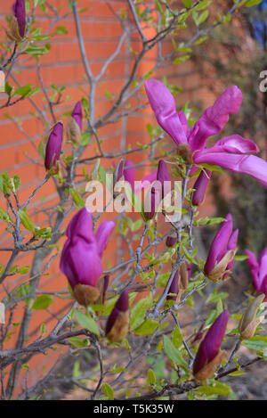 Bellissimi fiori vividi dell'albero di Magnolia su uno sfondo di recinzione in mattoni rossi, gemme e fiori di magnolia. Foto Stock