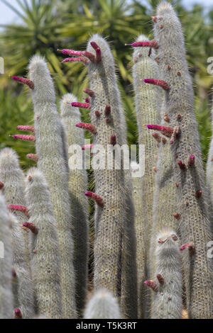 Fioritura di soft cercando cactus con foglie di fico d'india e giallo rosa fiori colorati Foto Stock