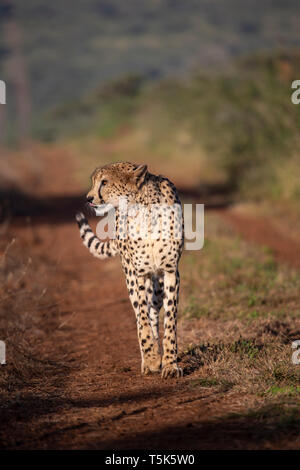 Ghepardo Acinonyx jubatus aggirava lungo una pista sterrata in Kwa Zulu Natal, Sud Africa Foto Stock