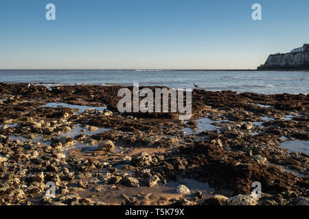 Gabbiano seduta sulle rocce in Broadstairs Kent Foto Stock