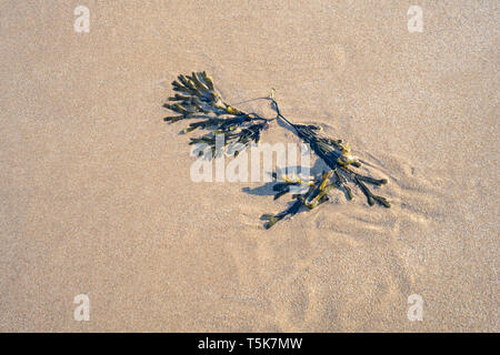 La vescica wrack alghe sulla sabbia bagnata, Kent Foto Stock