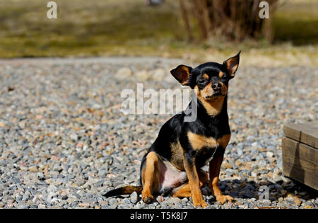 Piccolo chihuahua dog sitter sul cortile soleggiato in primavera Foto Stock