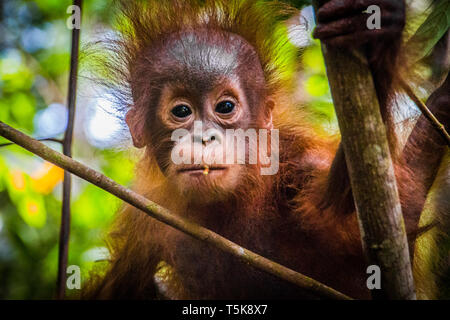 Mondo Bimbo più carini orangutan guarda nella telecamera come esso si blocca in una struttura ad albero nella giungla del Borneo Foto Stock