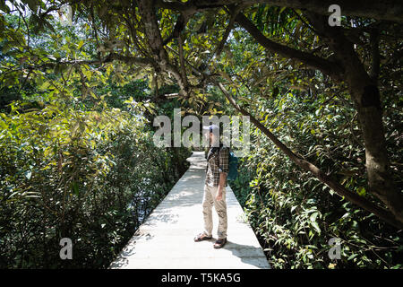 Uomo a camminare attraverso la foresta di mangrovie in Tha Pom Klong Nam Song, provincia di Krabi, Thailandia. Foto Stock