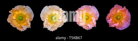 Floral arte still life dettagliate macro colorate di una collezione di quattro isolati in raso di seta/papavero ampia aperta a fiori isolati su sfondo nero Foto Stock