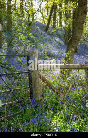 Regno Unito display del bosco di bella primavera bluebells in pezzata dalla luce del sole. Common bluebell fiori: Hyacinthoides non scripta, natura del tappeto color porpora. Foto Stock