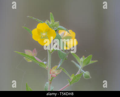 Giallo fiore selvatico Primrose-willow (Ludwigia grandiflora) Foto Stock