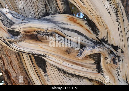 Parti legnose di un antico Bristlecone Pine Tree nelle White Mountains, California Foto Stock