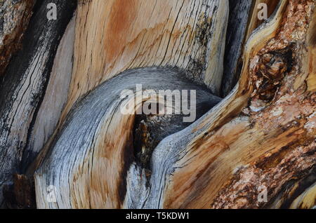 Parti legnose di un antico Bristlecone Pine Tree nelle White Mountains, California Foto Stock