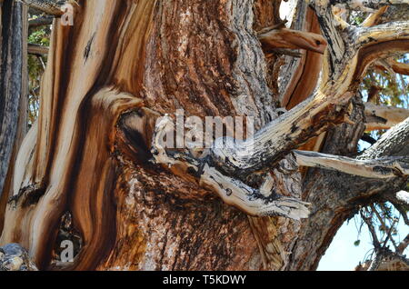 Parti legnose di un antico Bristlecone Pine Tree nelle White Mountains, California Foto Stock