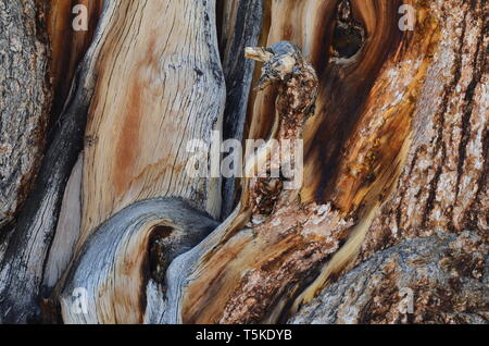 Parti legnose di un antico Bristlecone Pine Tree nelle White Mountains, California Foto Stock