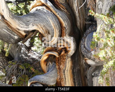 Parti legnose di un antico Bristlecone Pine Tree nelle White Mountains, California Foto Stock