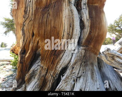 Parti legnose di un antico Bristlecone Pine Tree nelle White Mountains, California Foto Stock