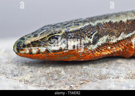 Parete comune lucertola, maschio in accoppiamento stagione ( Podracis muralis ) Foto Stock