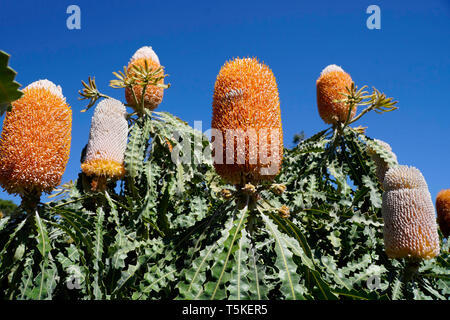 Diversi piuttosto nativi fiori australiani Banksia arancione Foto Stock