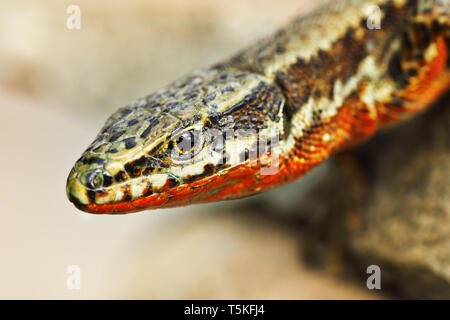 Comune maschio lucertola muraiola verticale ( Podarcis muralis ) Foto Stock