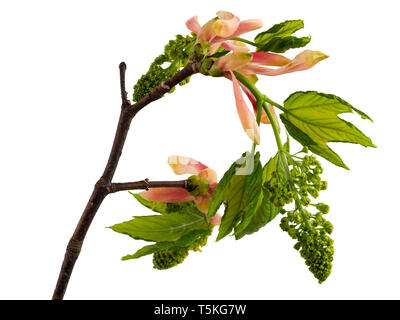 Emergono fiori e fogliame di Acer pseudoplatanus, il sicomoro, su sfondo bianco Foto Stock