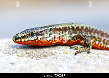 Podarcis muralis closeup, rettile in piedi su una roccia in habitat naturale ( parete comune lizard ) Foto Stock