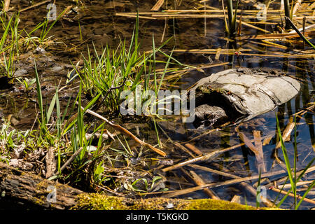 Snapping comune tartaruga (Chelydra serpentina) Foto Stock