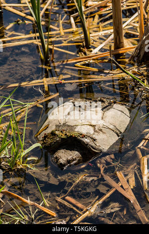 Snapping comune tartaruga (Chelydra serpentina) Foto Stock