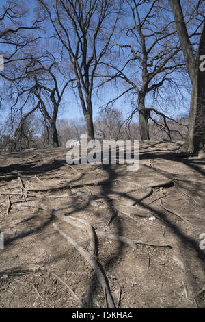 Radici di albero e in inverno le ombre, Prospect Park di Brooklyn, New York. Foto Stock