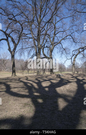 In inverno le ombre, Prospect Park di Brooklyn, New York. Foto Stock