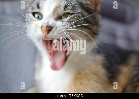 Sibilo Cat Foto Stock