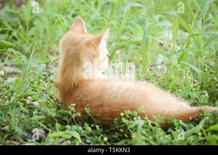 Giallo arancione Gattino che stabilisce in erba Foto Stock