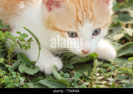 Curioso dagli occhi blu gattino giocare al di fuori Foto Stock