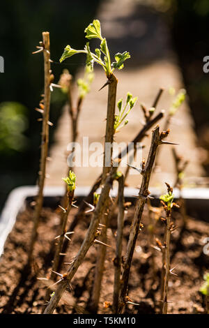 Ribes crescente da talee Foto Stock