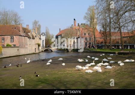 Bruges, Belgio - 31 Marzo 2019: cigni bianchi sul prato vicino al lago al parco Minnewater in Brugge, Fiandre Occidentali, Belgio. Foto Stock