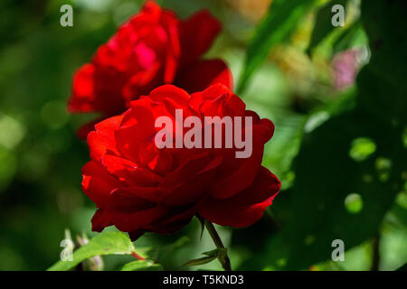 Blühende Rose im Garten romatisch / rosa in fiore nel giardino romantico Foto Stock