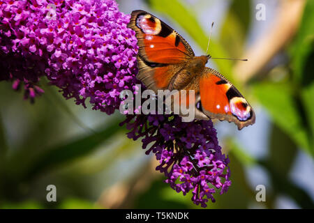 Schmetterling Tagpfauenauge auf Flieder im Garten / farfalla pavone sul lilla in giardino Foto Stock