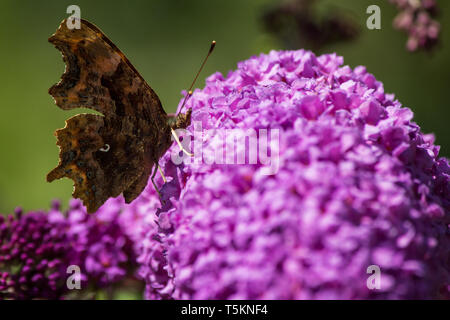 Schmetterling Tagpfauenauge lila Flieder / farfalla pavone viola lilla Foto Stock