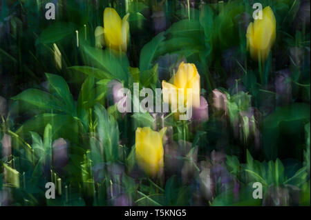 Abstract motion blur di fiori - una lunga esposizione Foto Stock